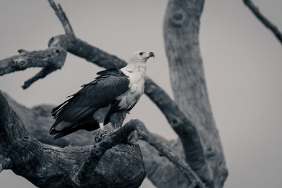 Low angle view of bird perching on branch