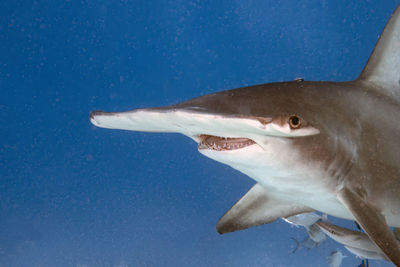 A great hammerhead - sphyrna mokarran - in bimini, bahamas