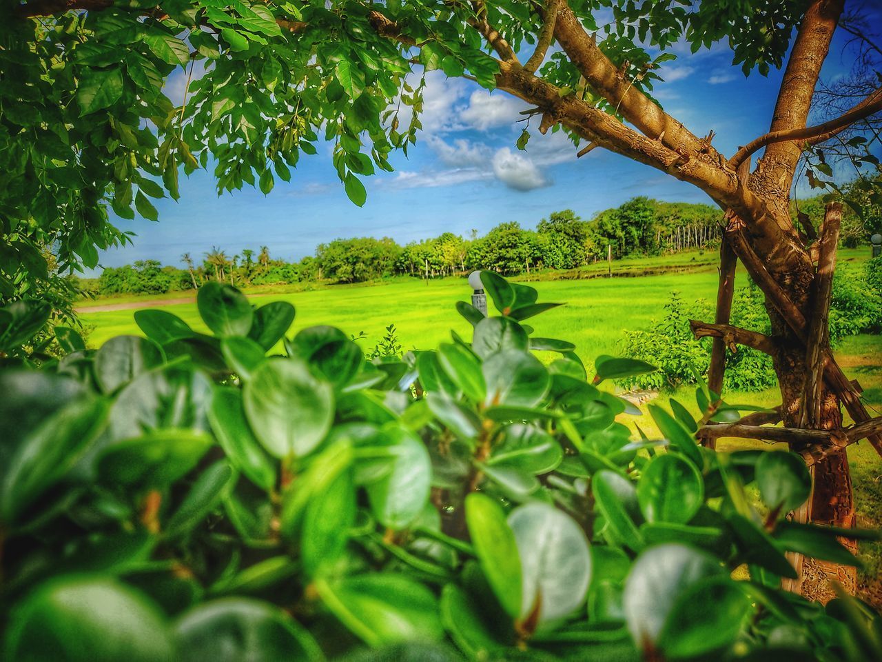 SCENIC VIEW OF TREES AND PLANTS AGAINST SKY