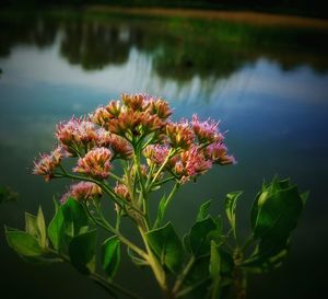 Plant growing in lake