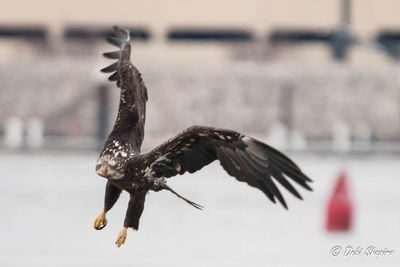 Close-up of bird flying over water