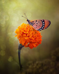 Close-up of butterfly pollinating on flower