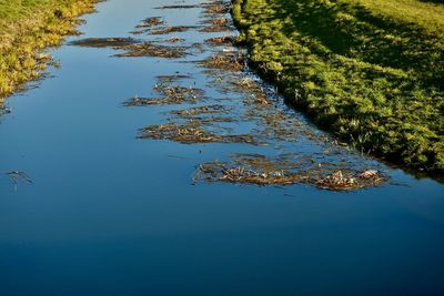 Reflection of tree in water