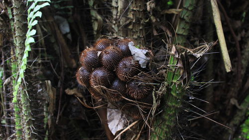 Close-up of crab on tree trunk