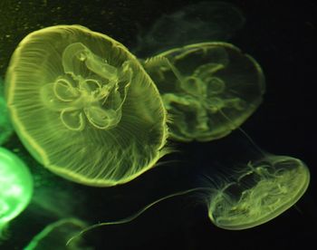 Close-up of green leaf over black background