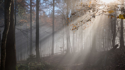 Sunlight streaming through trees in forest