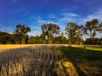 Scenic view of agricultural field against sky