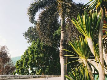 Low angle view of palm trees against sky