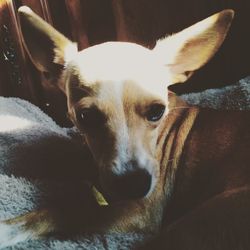 Close-up portrait of a dog