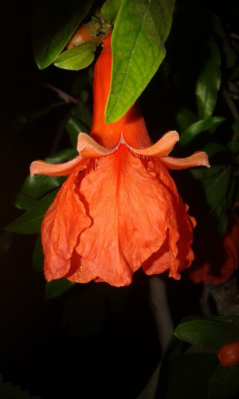 petal, flower, flower head, orange color, growth, beauty in nature, fragility, freshness, nature, hibiscus, plant, leaf, day, no people, close-up, outdoors, blooming, water, day lily, periwinkle