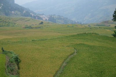 Amazing fields of rice in northern china, stunning backdrops d.y