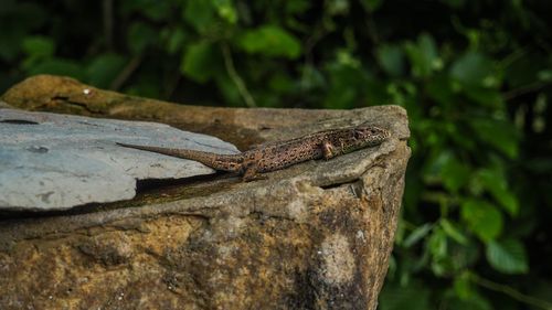 Close-up of lizard on tree trunk