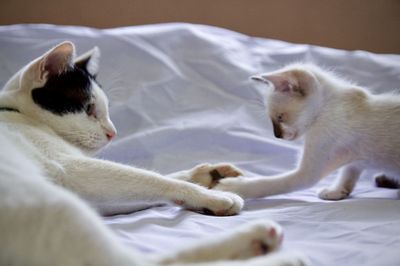 Cat lying on bed at home