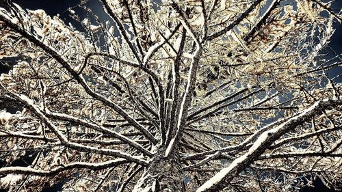 Full frame shot of frozen tree