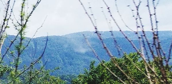 Plants growing on land against sky