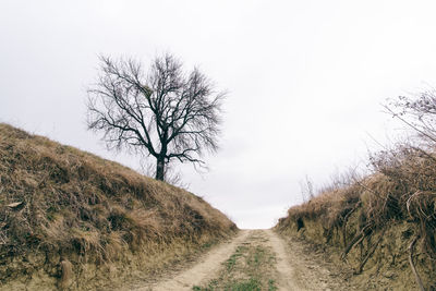 Bare trees on field against clear sky