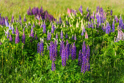 Close-up of purple lupins flowering plants on summer field at sunny day