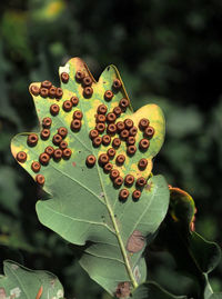 Close-up of green leaves on plant