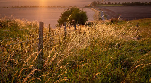 Scenic view of field during sunset