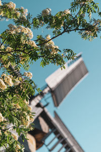 Low angle view of tree and building against sky