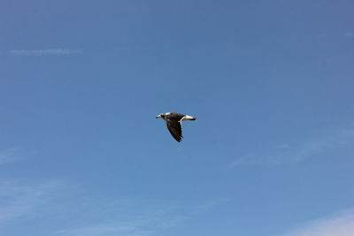 Low angle view of seagull flying in sky