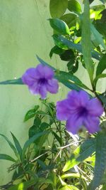 Close-up of pink flowers