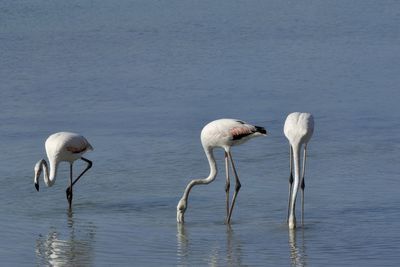 View of birds flamingo in lake