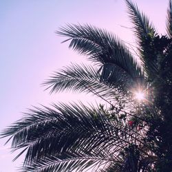 Low angle view of palm trees against sky