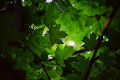 Low angle view of fresh green leaves