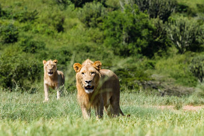 View of a cat on grassland