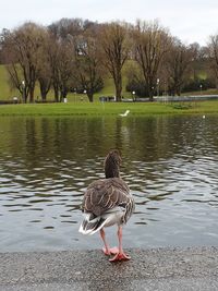 Birds on a lake