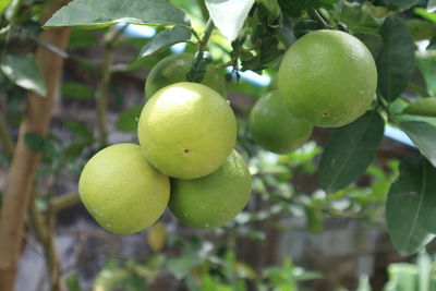 Close-up of fruits on tree