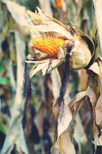 Close-up of insect on plant