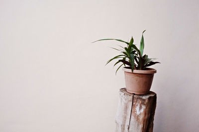 Close-up of potted plant on wood against white background