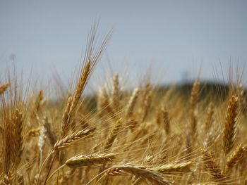 Close-up of wheat field against sky