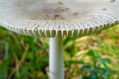 Close-up of mushroom growing outdoors