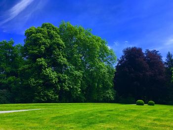 Trees growing in park against blue sky