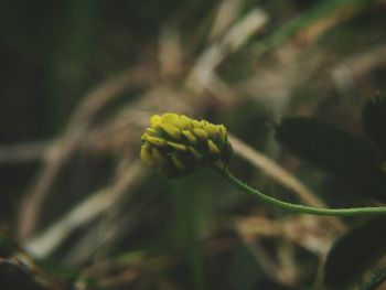 Close-up of yellow flower