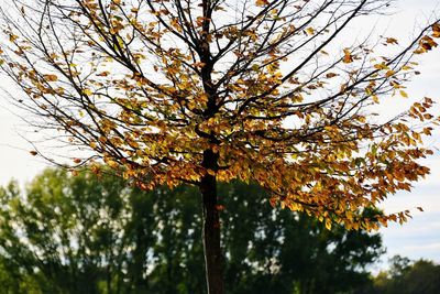 Low angle view of tree against sky during autumn