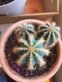 Close-up of succulent plant in pot