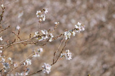 Close-up of white cherry blossoms in spring