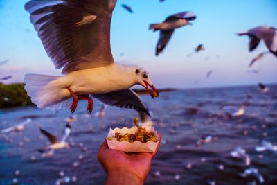 Cropped image of hand holding seagull flying over sea