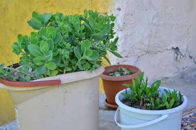 Potted plants against wall