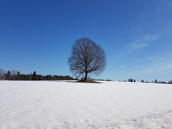 Bare trees on snowcapped field against clear blue sky