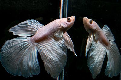 Close-up of fish swimming in sea