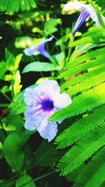 Close-up of blue flower blooming outdoors