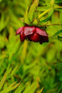 Close-up of red rose flower