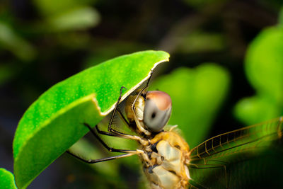 Close-up of insect on leaf