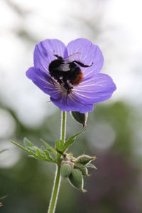 Close-up of bee on purple flower