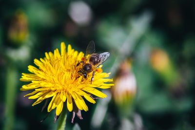 Close-up of bee on yellow flower